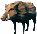 Boar