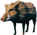 Boar
