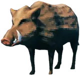 Boar