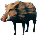 Boar