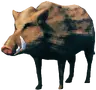 Boar
