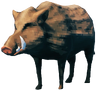 Boar