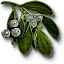 Mistletoe
