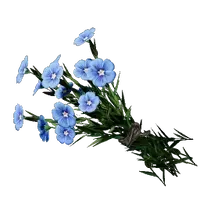 Flax