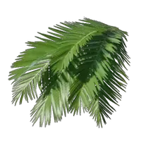 Palm Leaves