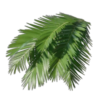Palm Leaves