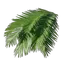 Palm Leaves