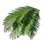 Palm Leaves