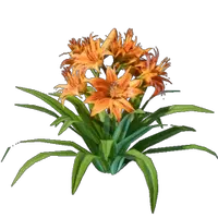 Daylily Seedling