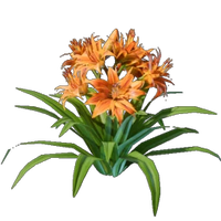 Daylily Seedling