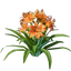 Daylily Seedling