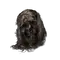 Elden-ring grave-keepers-brainpan.webp