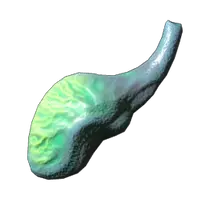 Fish Poison Gland