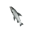 Dragon's Dogma 2 Tideswimmer.webp