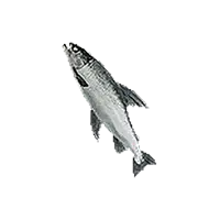 Tideswimmer