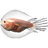Angler Larvae