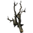 Canis Root
