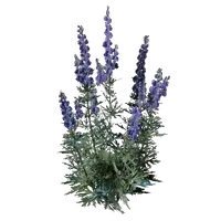 Wolfsbane