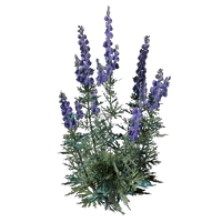 Wolfsbane
