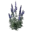 Wolfsbane