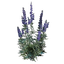 Wolfsbane