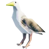 Gull