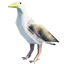 Gull