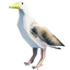 Gull