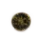 Elden-ring shadow-realm-rune-2.webp