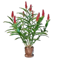 Ginger Plant Pot