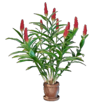 Ginger Plant Pot