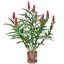 Ginger Plant Pot