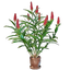 Ginger Plant Pot