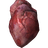 Human Heart
