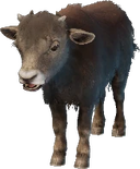 Baby Yak