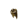 Dragon's Dogma 2 Putrid Gold Tooth.webp