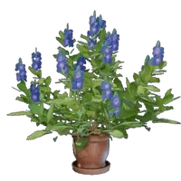 Indigo Plant Pot
