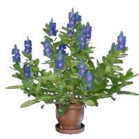 Indigo Plant Pot