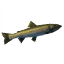 Pike