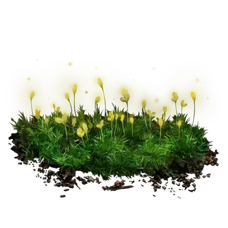 Budding Cave Moss