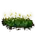 Elden-ring budding-cave-moss.webp