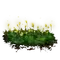 Elden-ring budding-cave-moss.webp