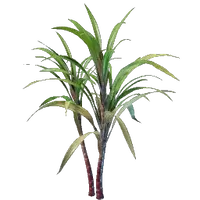 Sugar Cane Seedling