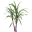 Sugar Cane Seedling