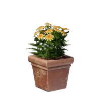 Square Yellow Flower Pot