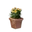 Square Yellow Flower Pot