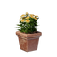 Square Yellow Flower Pot