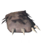 Bear Paw