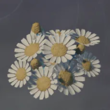 Enshrouded Chamomile.webp