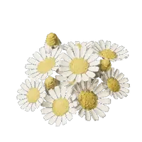 Chamomile